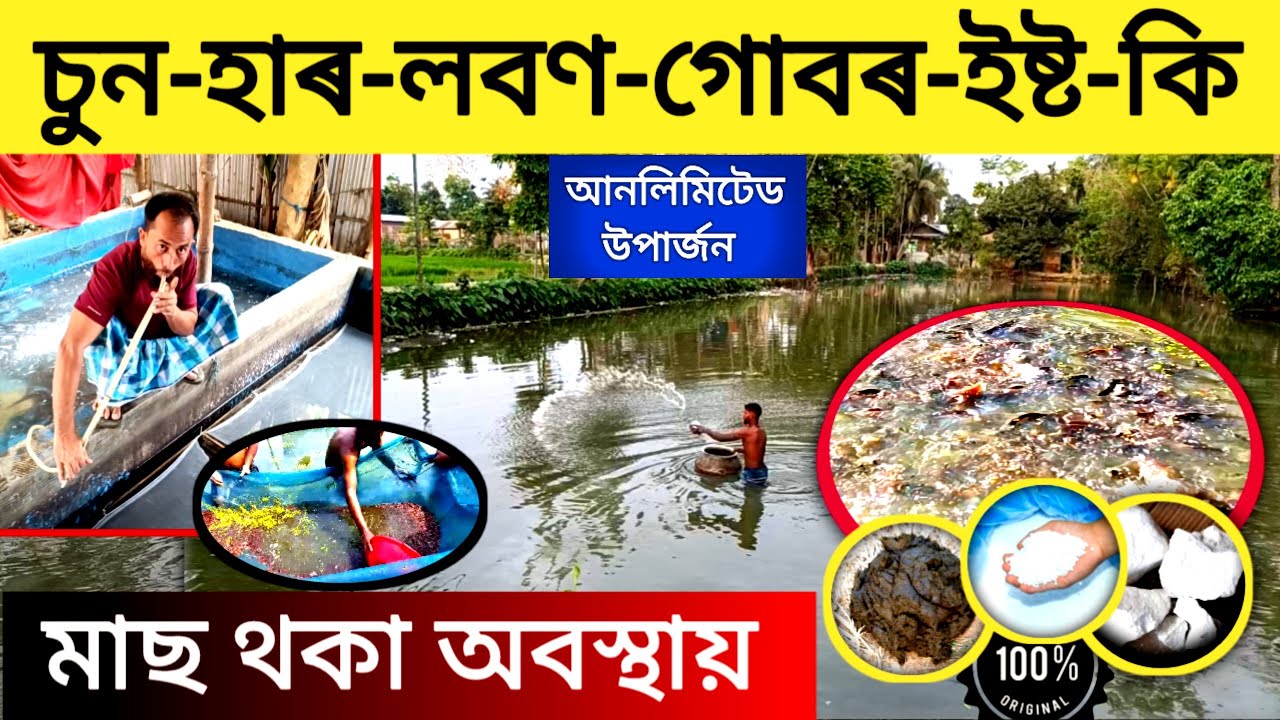 চুন-হাৰ-লবণ-গোবৰ-ইষ্ট-কি মাছ থকা অবস্থায় || Fish Farming Assam || Business Ideas#Assamfishhatchery