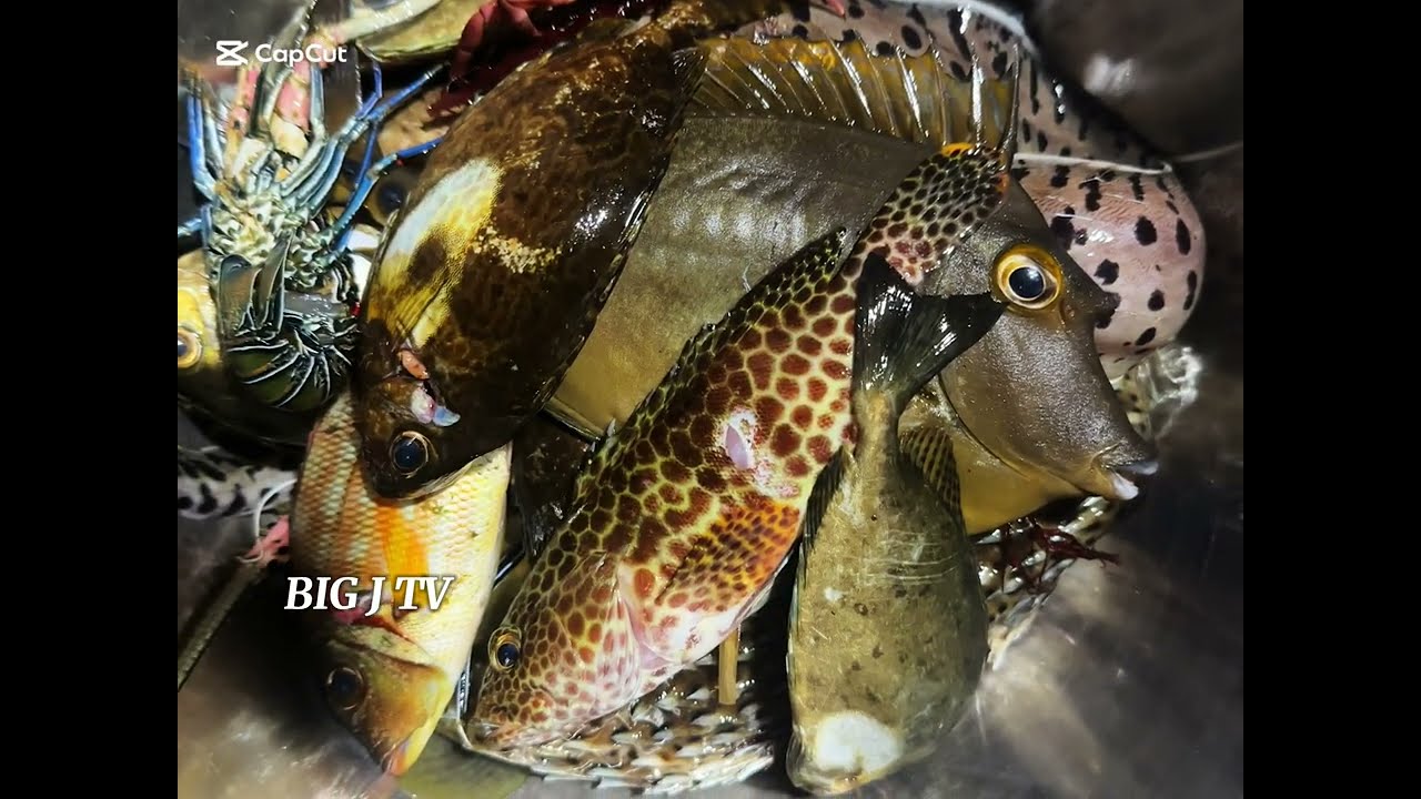 Night dive Spear fishing: Philippines: countryside adventures