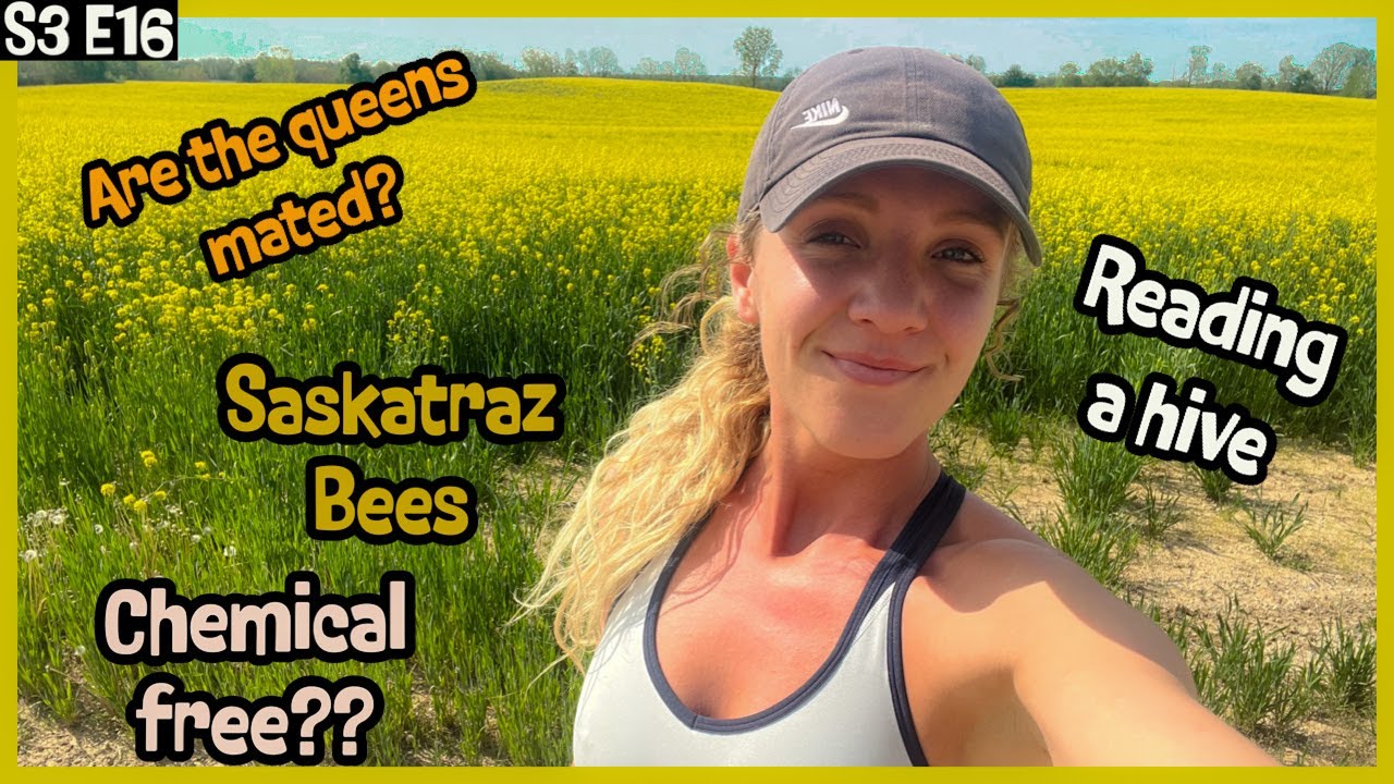 EVERYTHING Mated Queens, Saskatraz Bees AND Treatment Free Plans / Beekeeping 101 #beekeeping