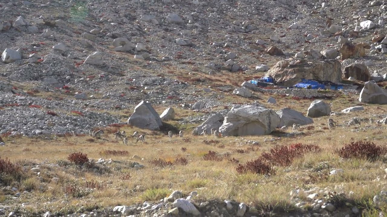 Himalayan Ibex Part-2 | हिमालयन आईबेक्स क्या हैं? | What are Himalayan Ibex? | See Description