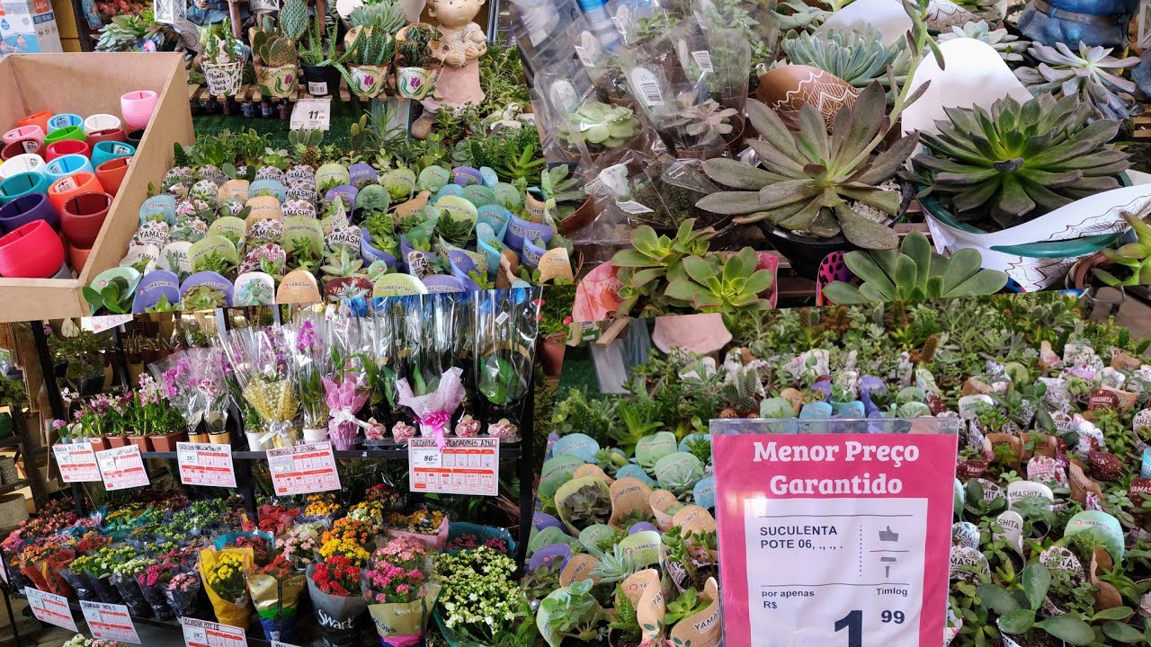 Suculentas Super Baratas a 1,99😲 Supermercado Rodão/Garden Center