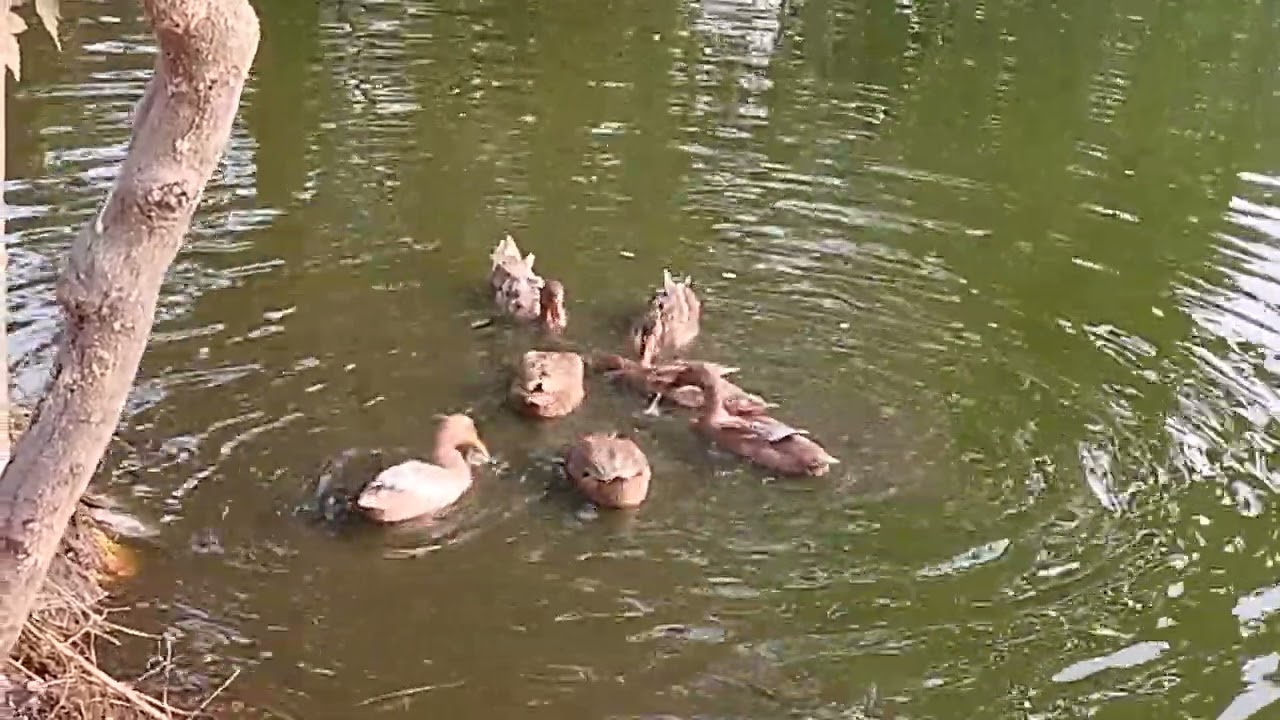 পাতি হাঁসের ভিডিও 🦆🦆