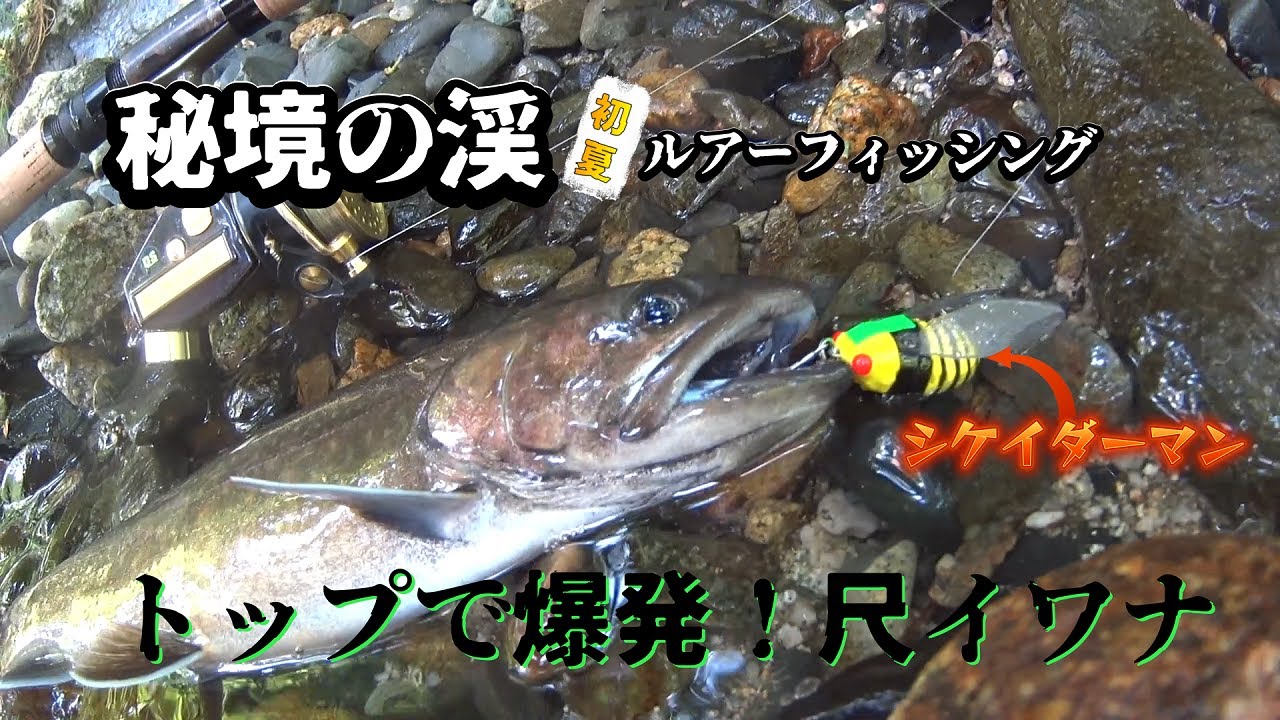 秘境の渓 トップで爆発！ 尺 岩魚！【銀山平】【シケイダーマン＃３ ヤンバチ】