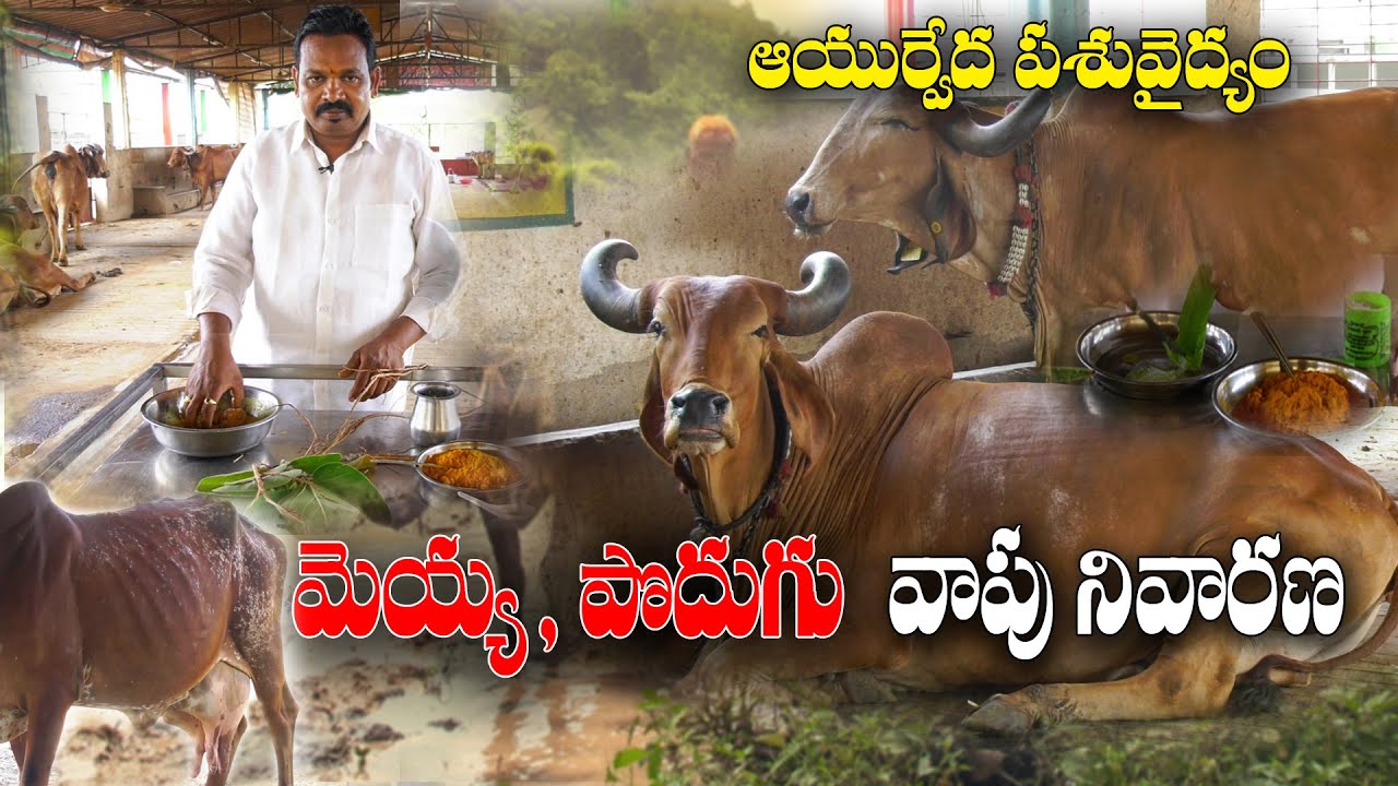 ఆవులు,గేదెలలో పొదుగు వాపు వ్యాధికి ఆయుర్వేద చికిత్స || Ayurvedic treatment for cattle || Mahipal