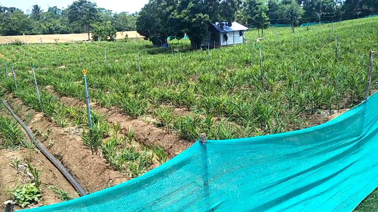 My farmhouse in Mysore 💚