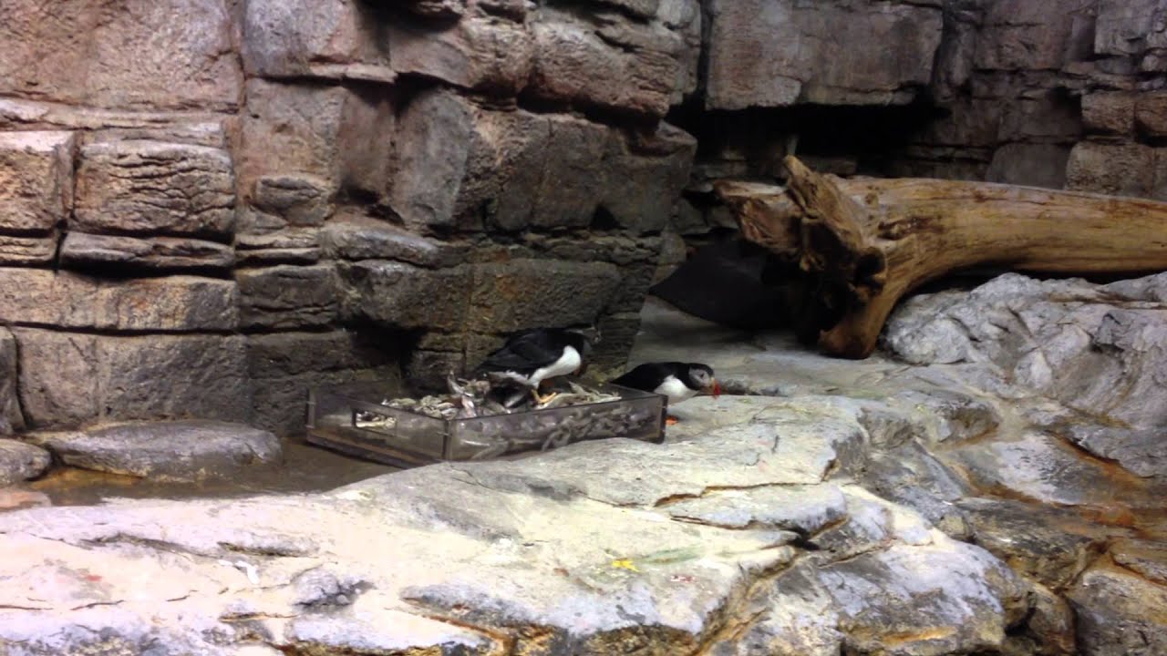 Puffins Eating Fish