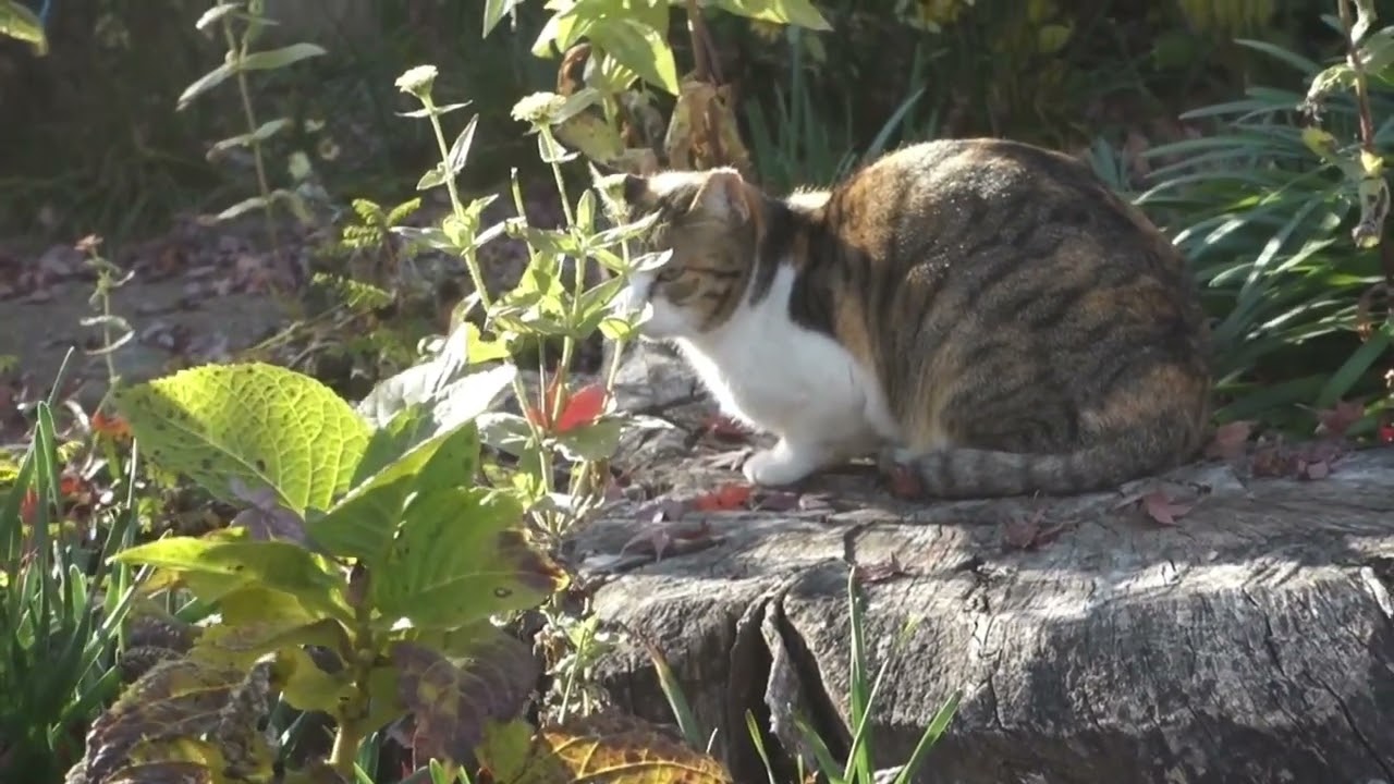 【Cat Video】 meowmeow Happy #cat  #cats  #cute