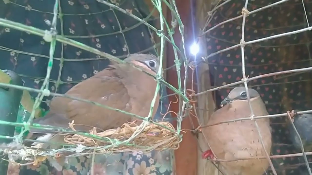 alimokon sounds.malinaw na imbor nang katihan ko#birds #alimokon