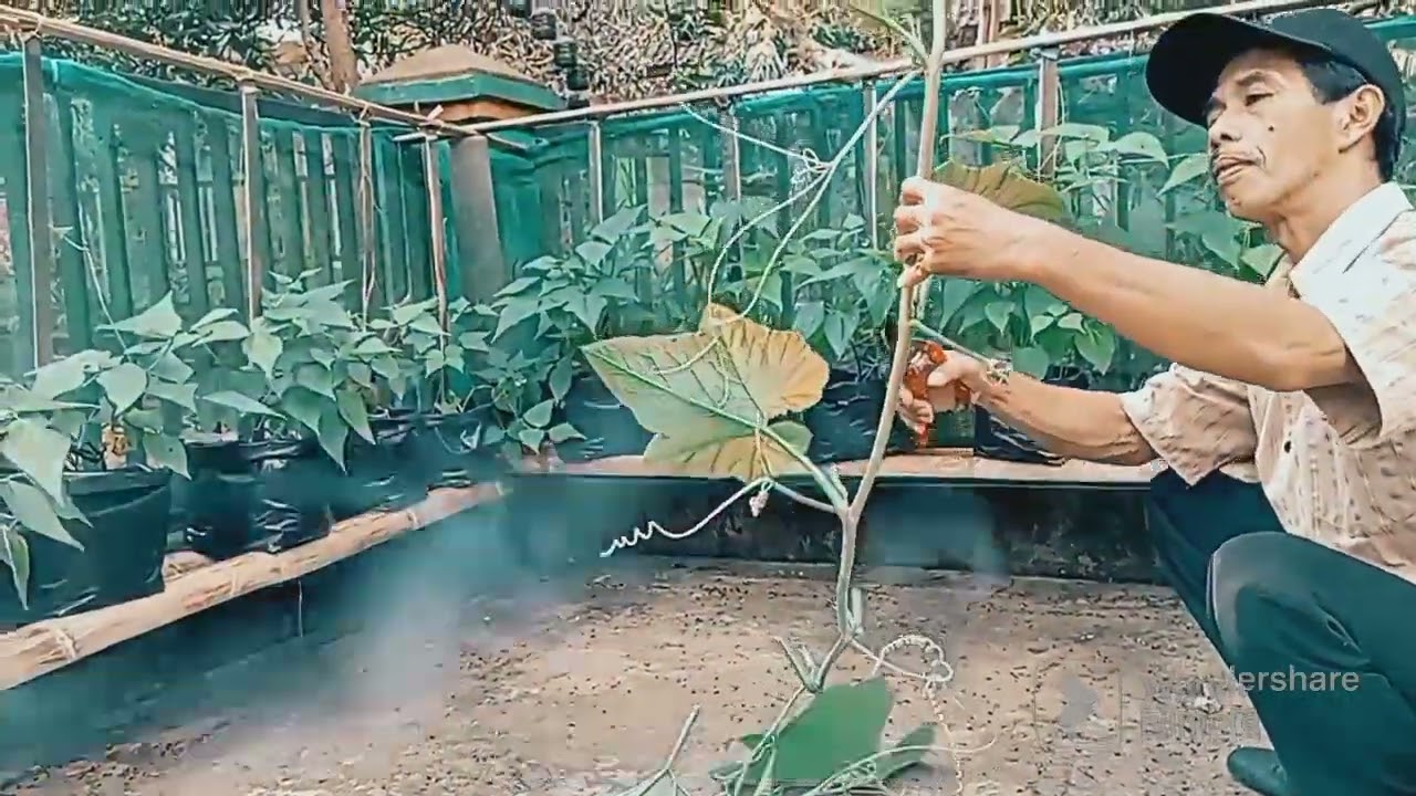 Belajar budidaya labu kuning dengan cara stek