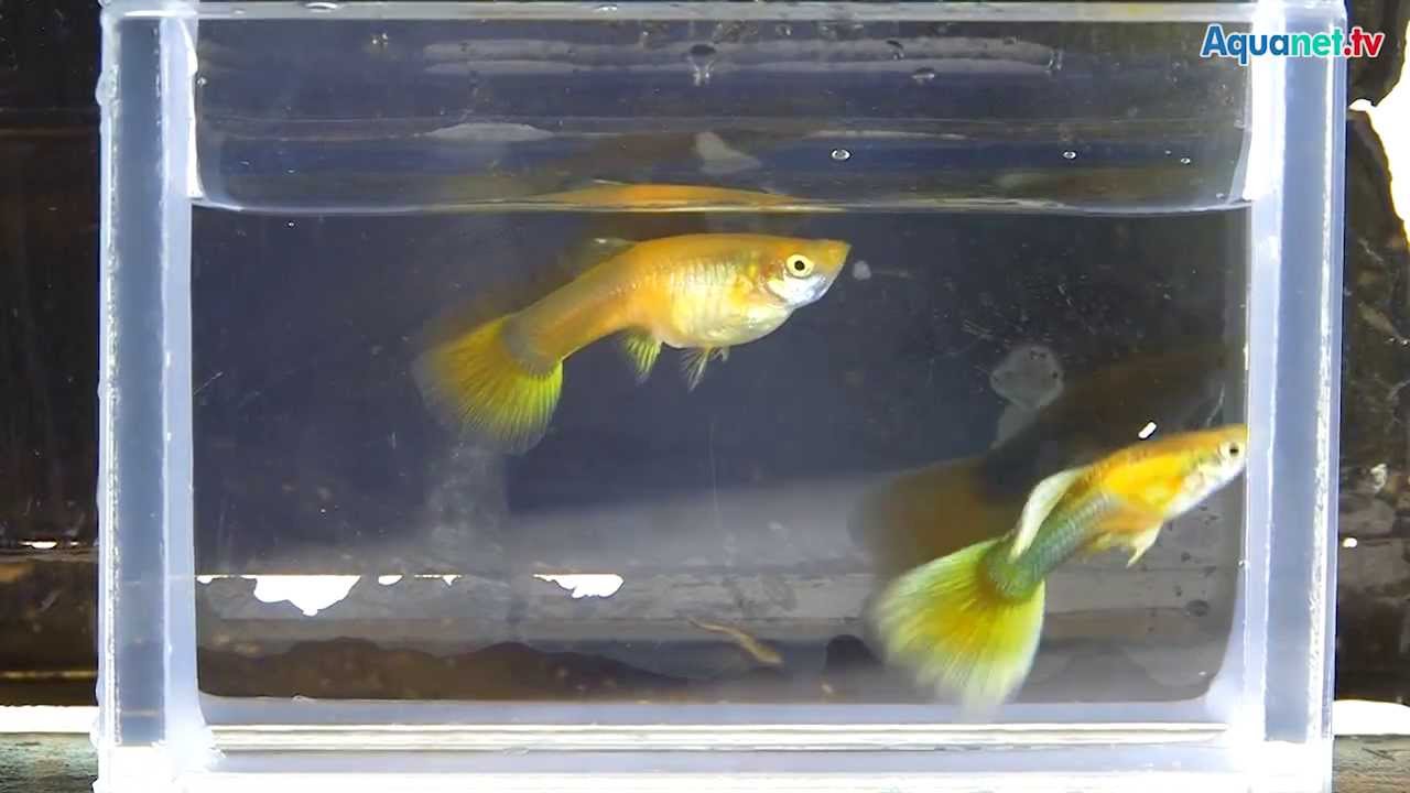 Besuch einer Guppyfarm nahe Bangkok/Thailand