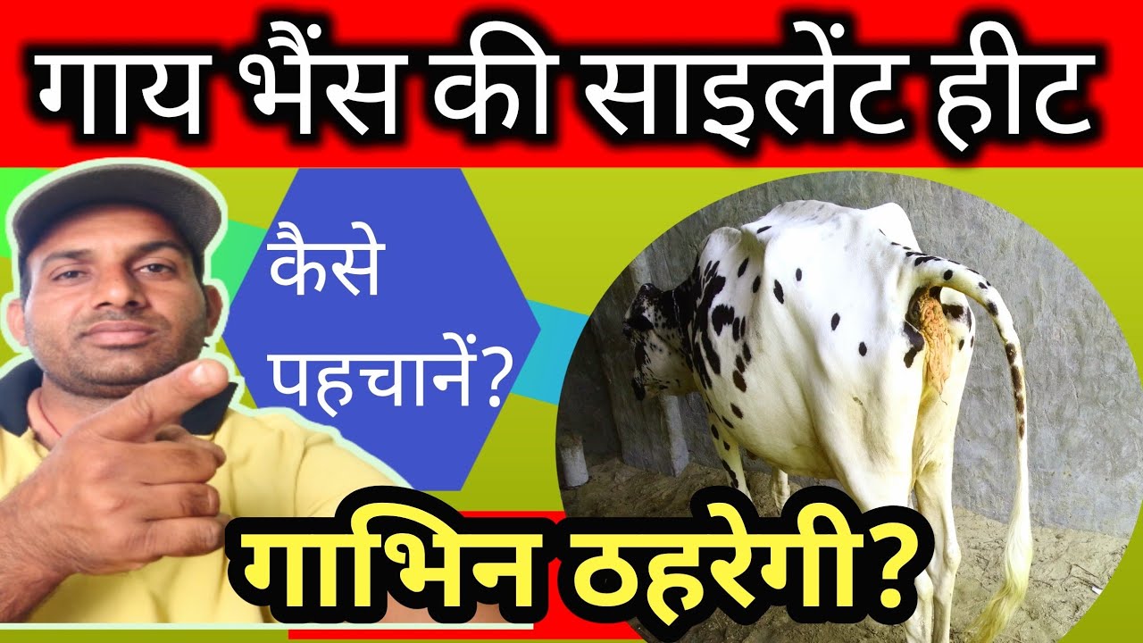 Symptom Of Silent Heat In Cow 🐄 |गाय भैंस को साइलेंट हीट में कैसे गाभिन करवाएं |