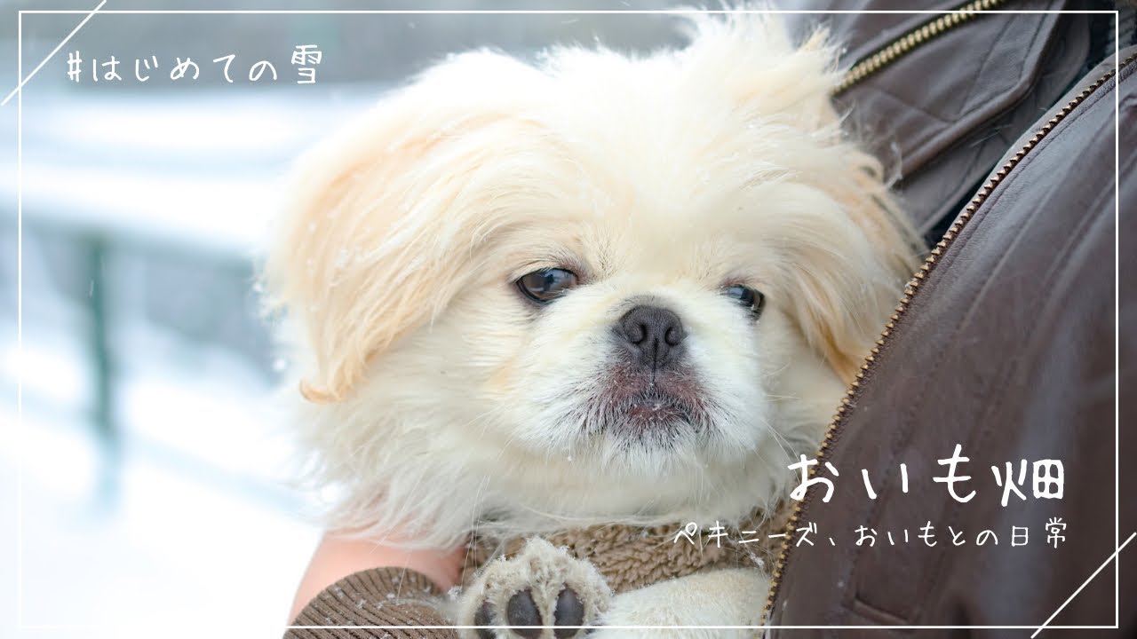 ☀️初めての雪に大はしゃぎでした！ | ペキニーズのおいも