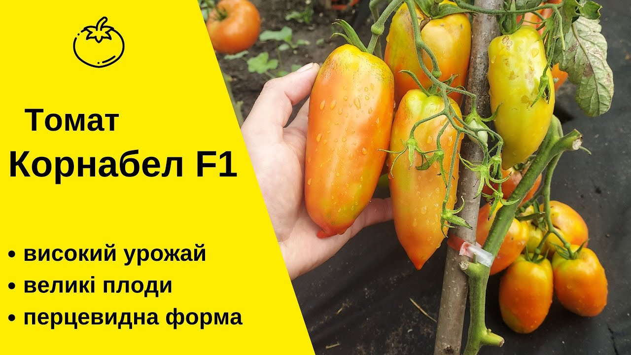 Корнабел F1 - помідори, як ПЕРЕЦІ. Великі та УРОЖАЙНІ