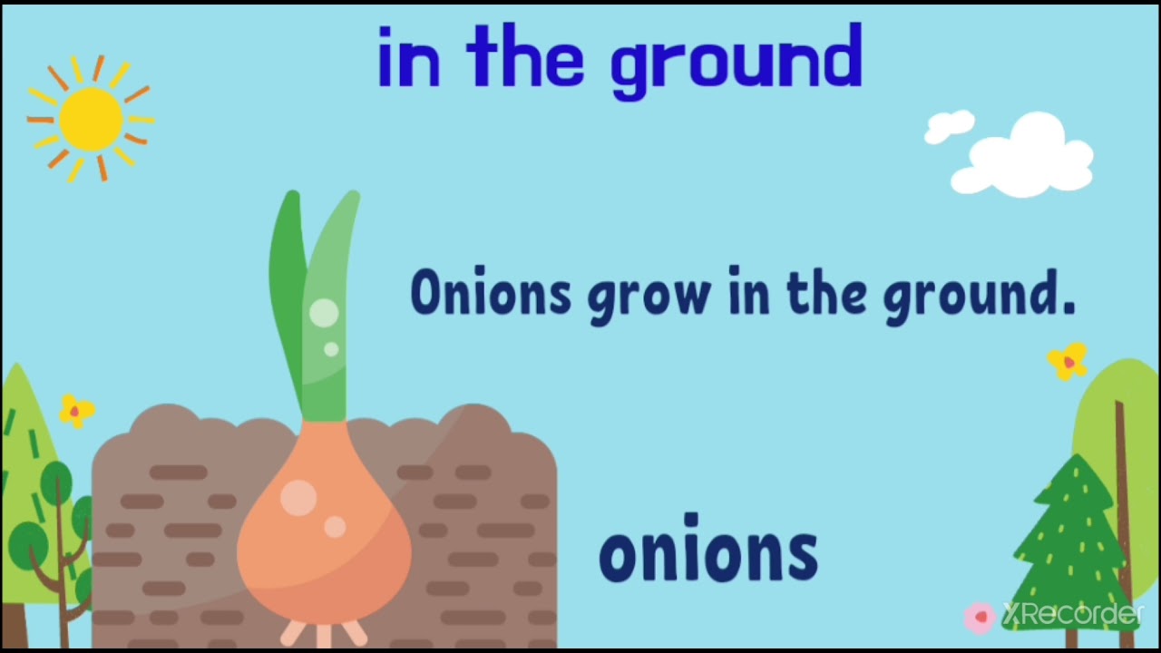 English Year 1. Where do fruits and vegetables grow?