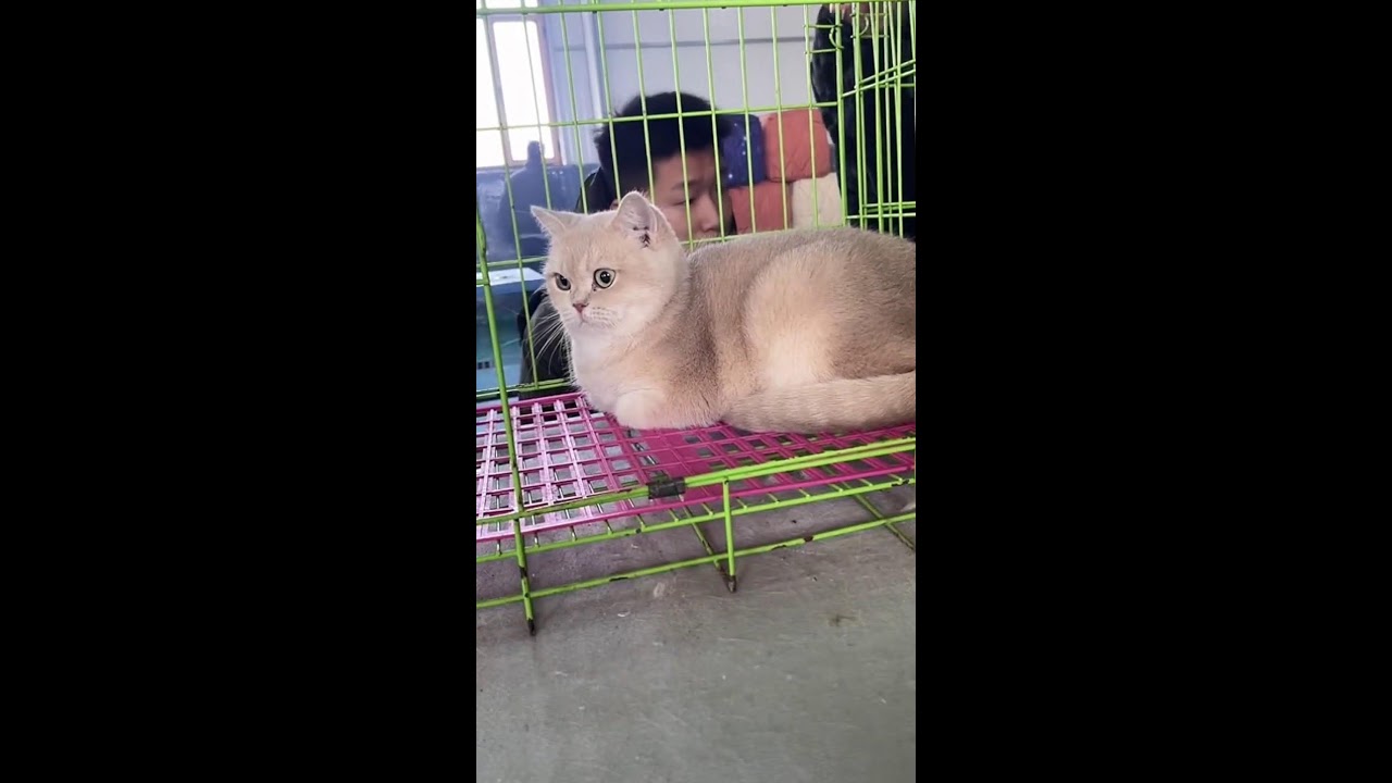 Chaotic Cat Market Livestream | First-Person Kitten Viewing | Heavy Ambient Noise