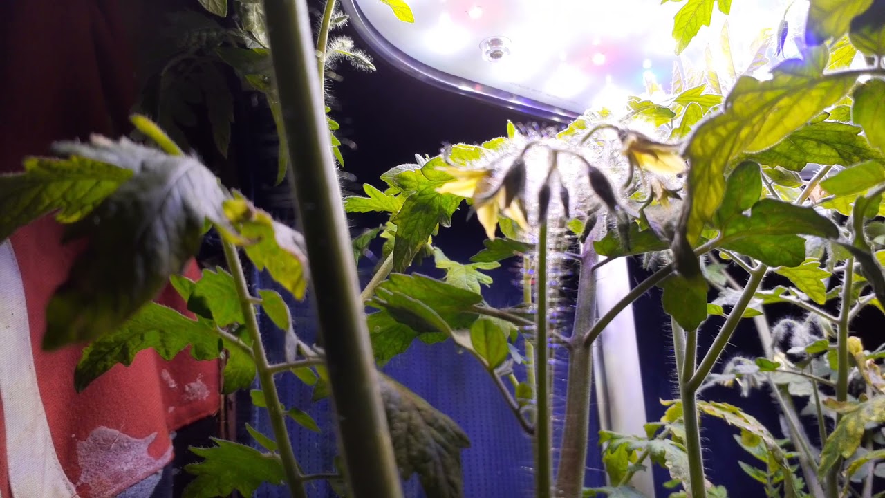 We're Flowering!