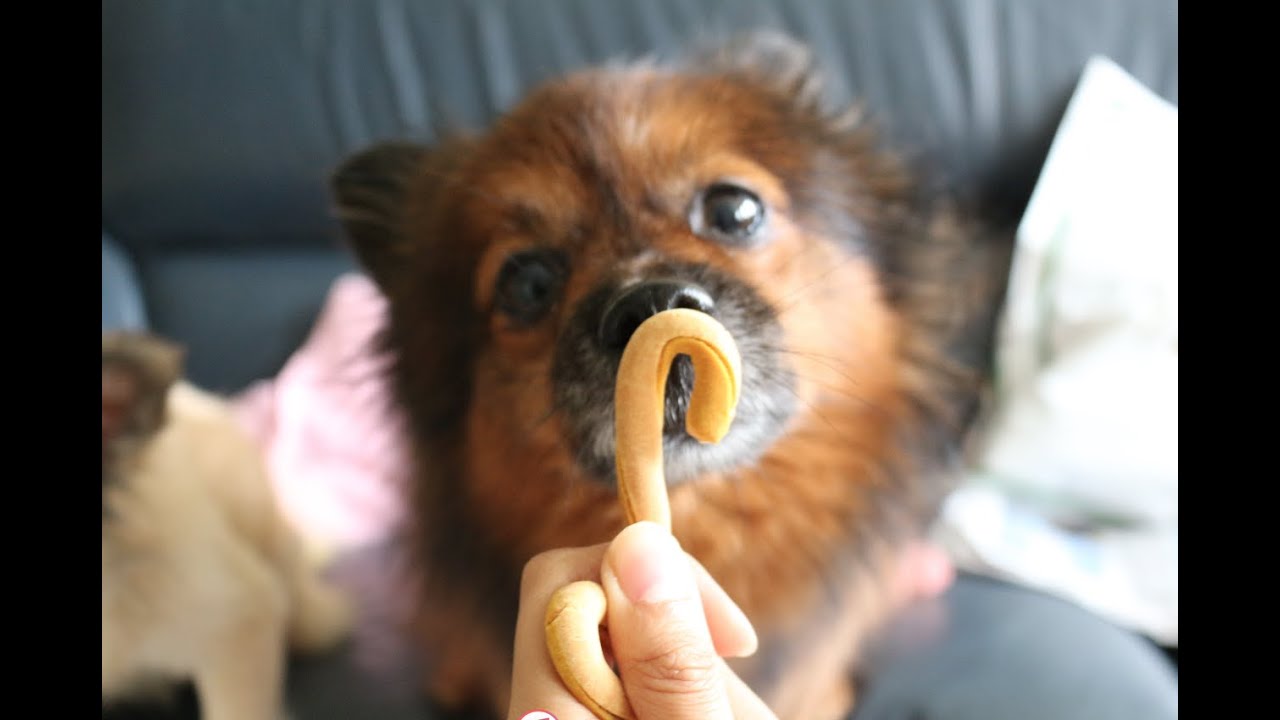 FEEDMYPAWS - Trailer