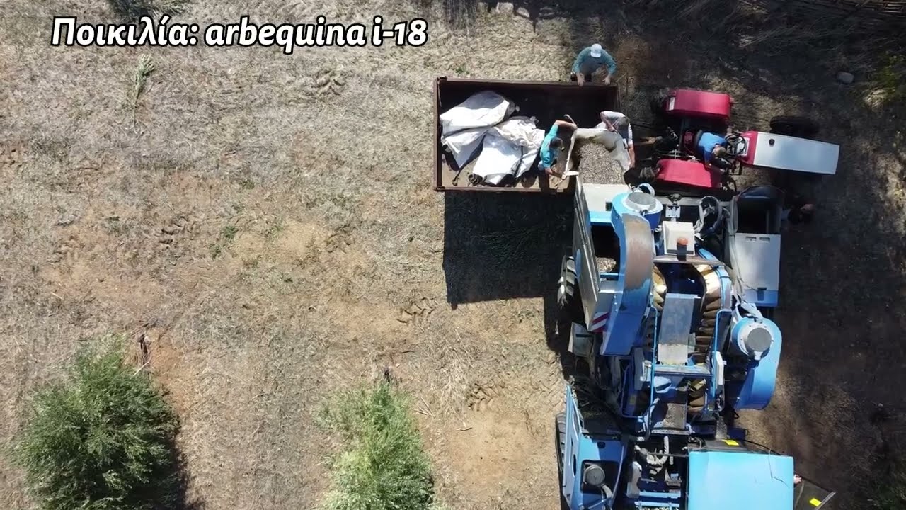 Συγκομιδή ελαιώνα υπέρπυκνης φύτευσης Arbequina.Harvesting super high density arbequina orchard.