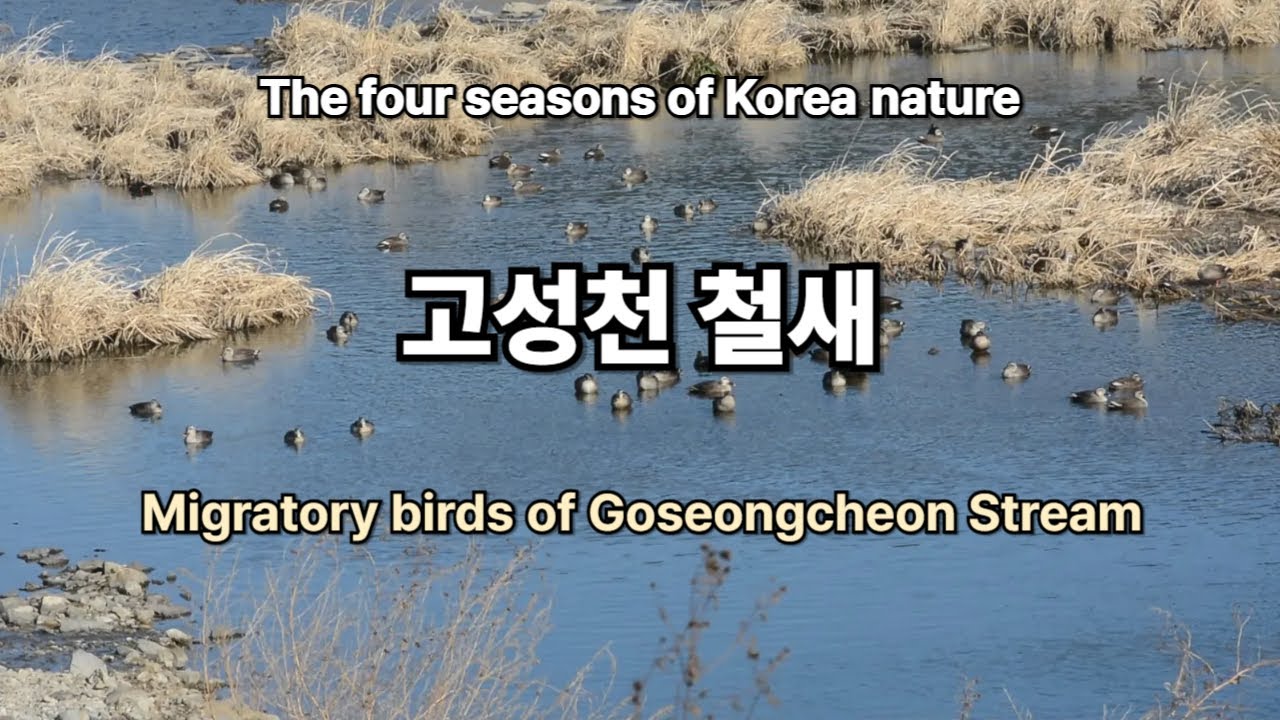 Migratory birds of Goseongcheon Stream / 고성천 겨울철새
