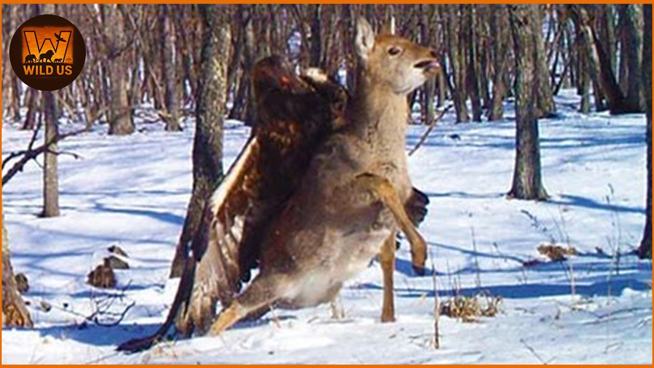 Deadliest Eagle Attacks Caught on Camera | Wild Animals