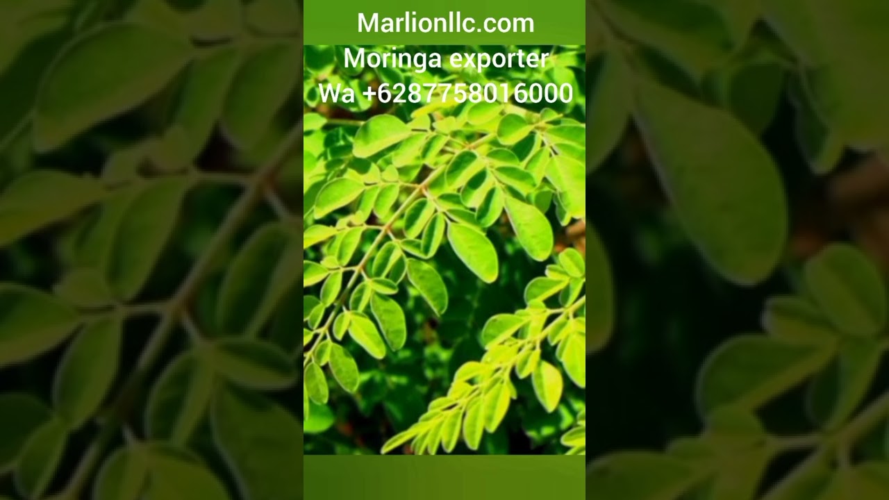 Moringa exporter from Indonesia, we are export to many countries. for more info WA to +6287758016000