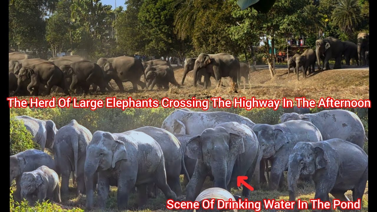 The Elephants Left The Forest,Crossed The Highway Through The Village And Entered The Gardens 🐘🐘🐘