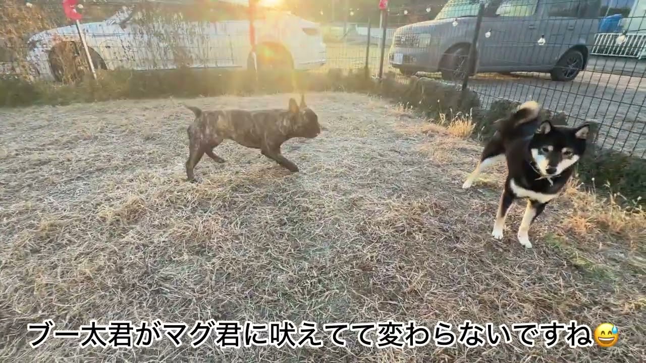 ［社会性を身に付ける方法］アサヒ君、マグ君、ブー太君、リブ君