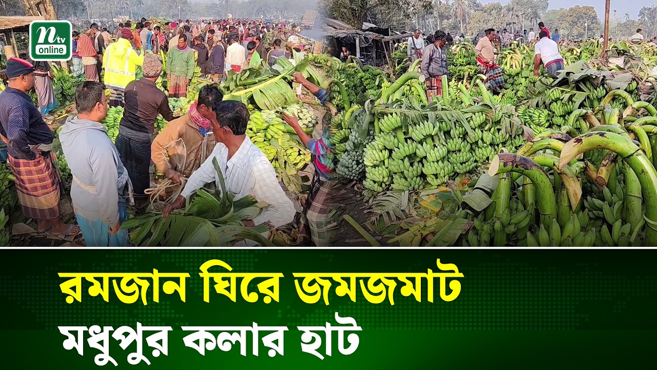 কলাচাষে লাভবান কুষ্টিয়ার কৃষক ও ফড়িয়া ব্যবসায়ীরা | Kushtia Banana Business | NTV NEWS
