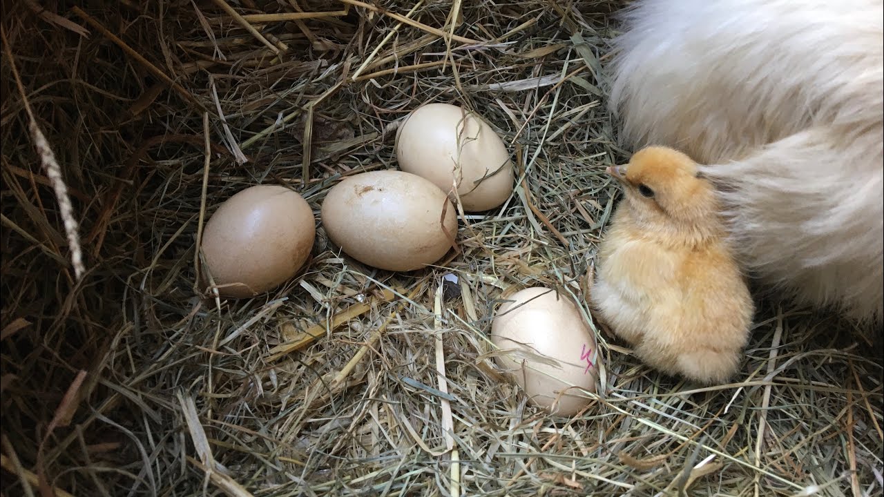April - Living with wild animals & my cats, video diary of encounters with nature on our mini farm