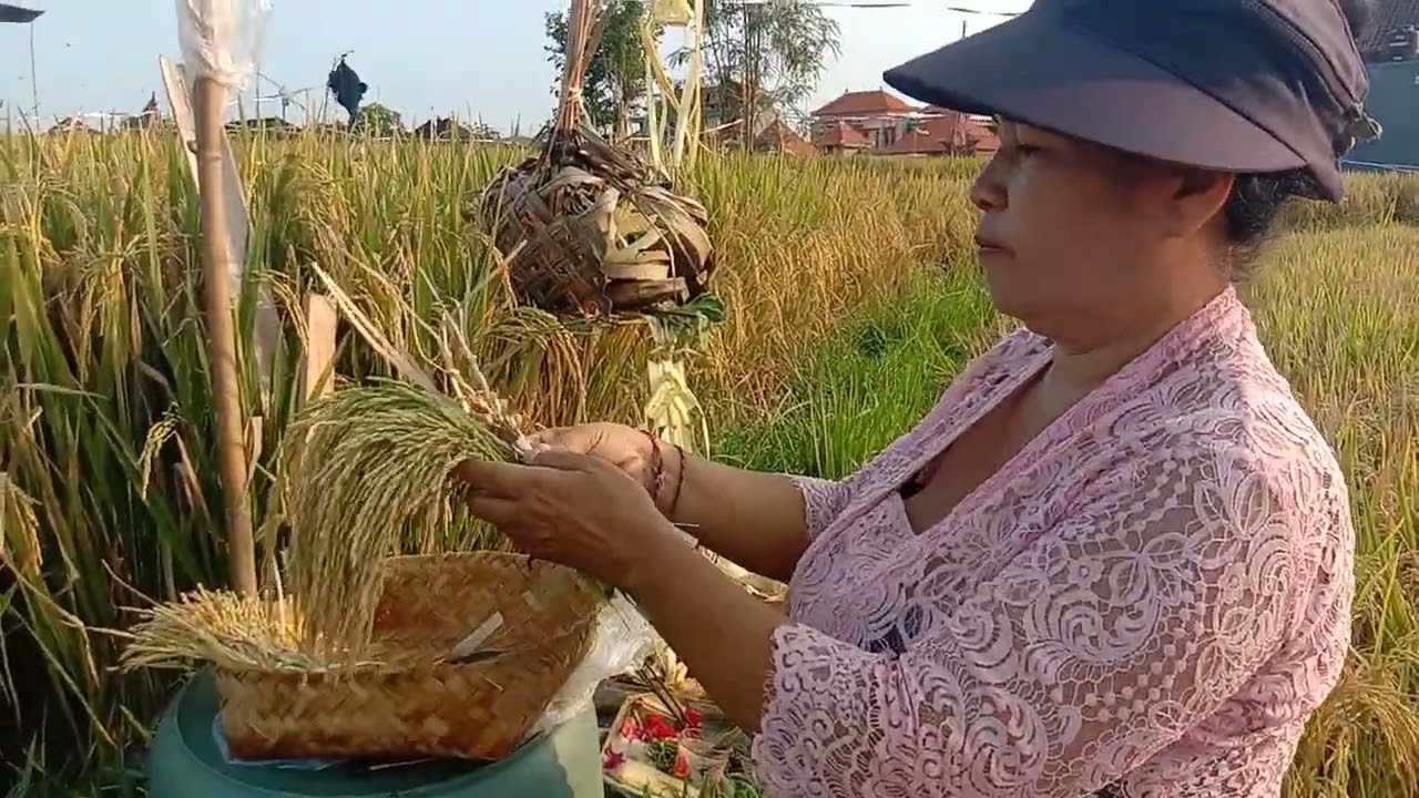 tradisi petani di Bali membuat Nini saat menjelang panen padi 🙏