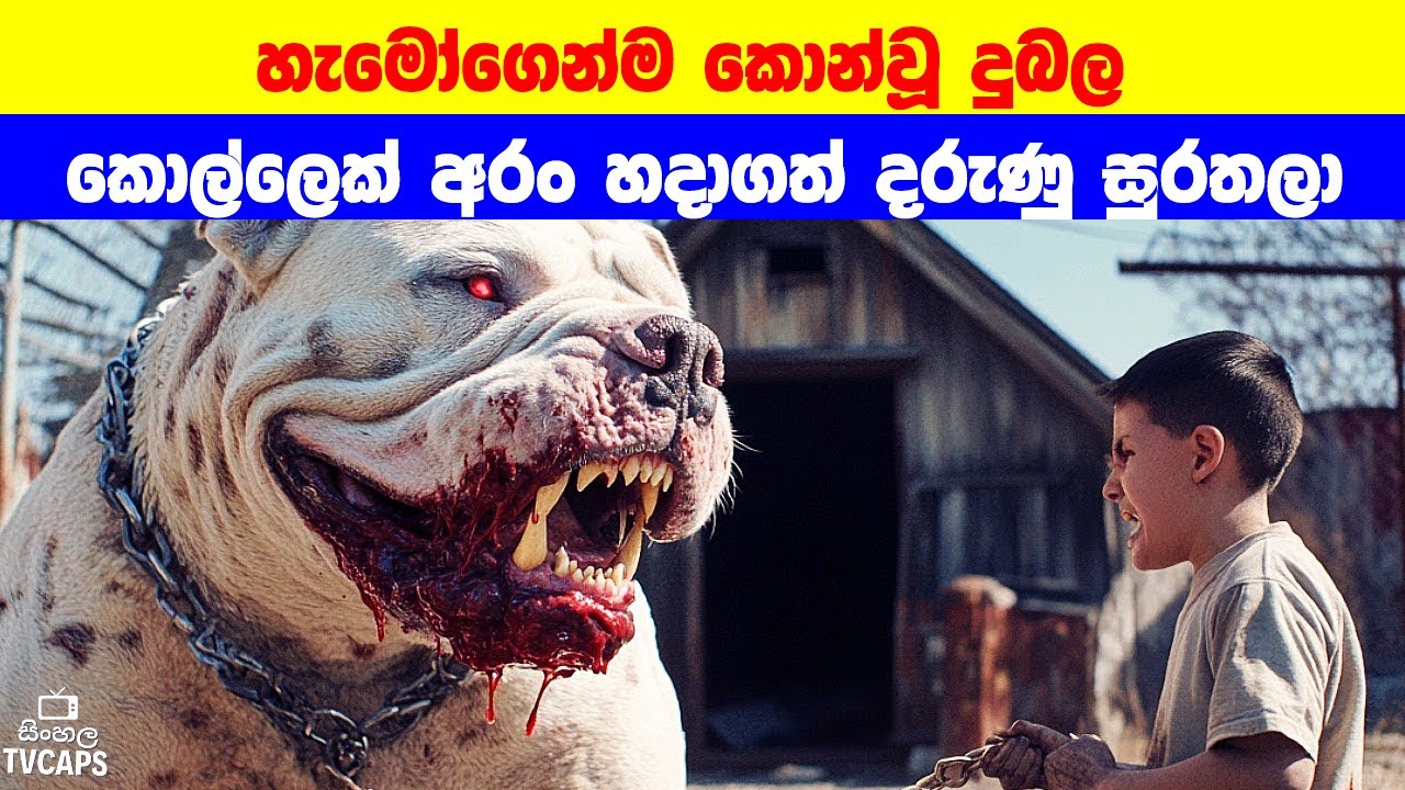 හැමෝගෙන්ම කොන්වූ දුබල කොල්ලෙක් අරං හදාගත් දරුණු සුරතලා