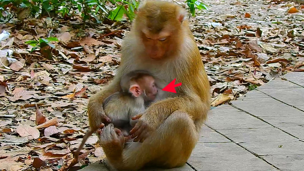 Breaking News! Does Amanda give birth to her first child? Does Amanda get newborn pigtail as Libby?