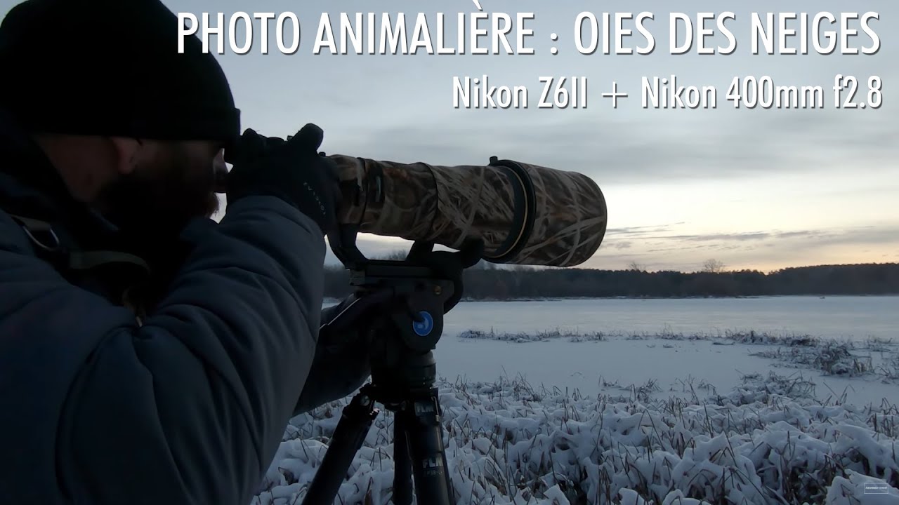 Photographie animalière avec les oies des neiges à Victoriaville avec le Nikon 400mm f2.8