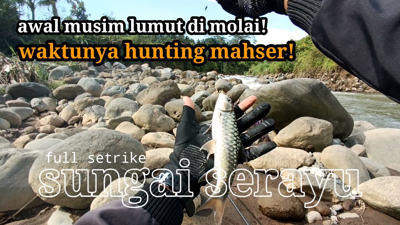 MUSIM LUMUT TIBA // WAKTUNYA HUNTING MAHSER DI SUNGAI SERAYU!!! 