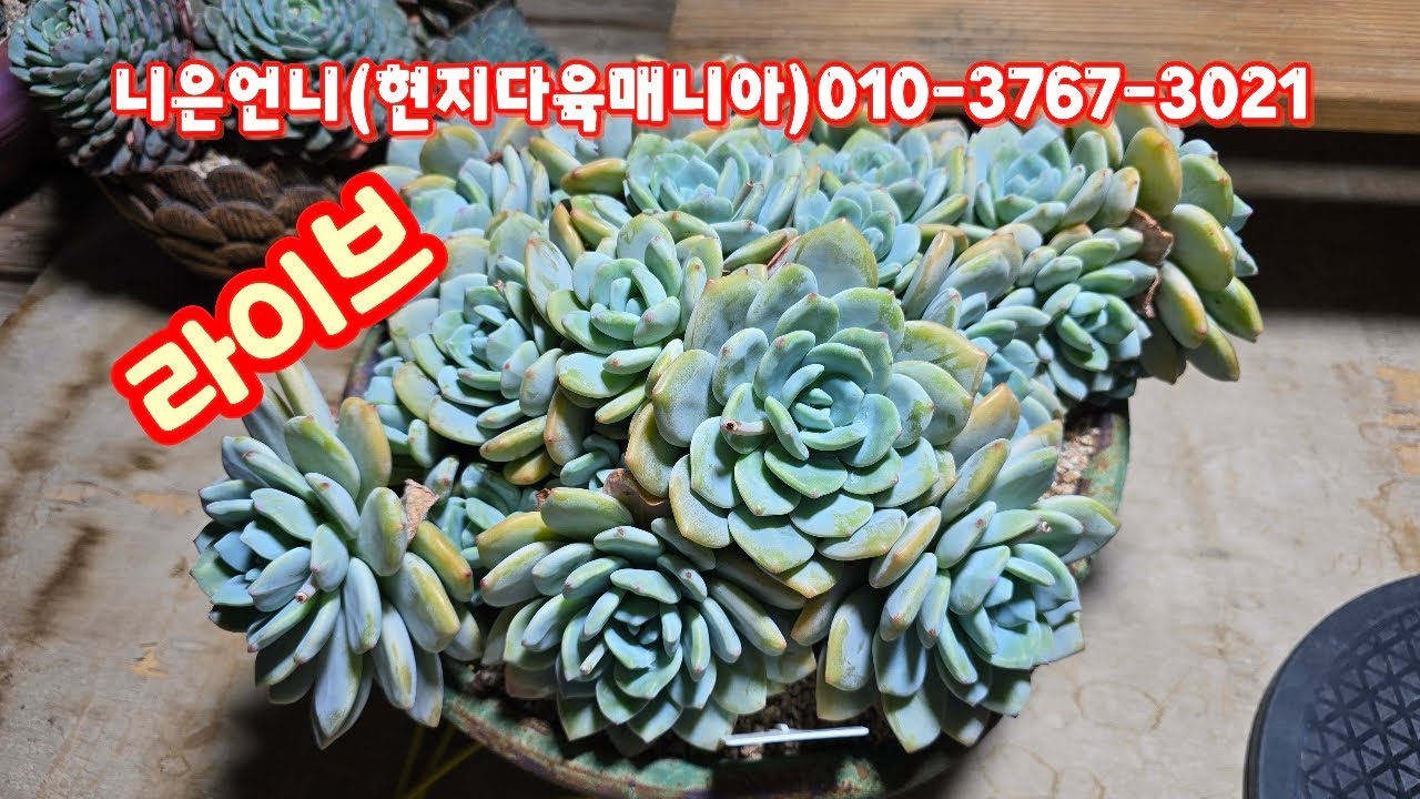 💥[2월 20일 라이브] 니은언니(현지다육매니아)010-3767-3021[카드가능]자리빼요~♡
