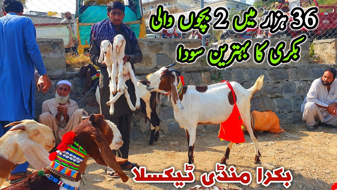 Bacho Wali Dogli Bakriyan Taxila Bakra Mandi Update October 2024