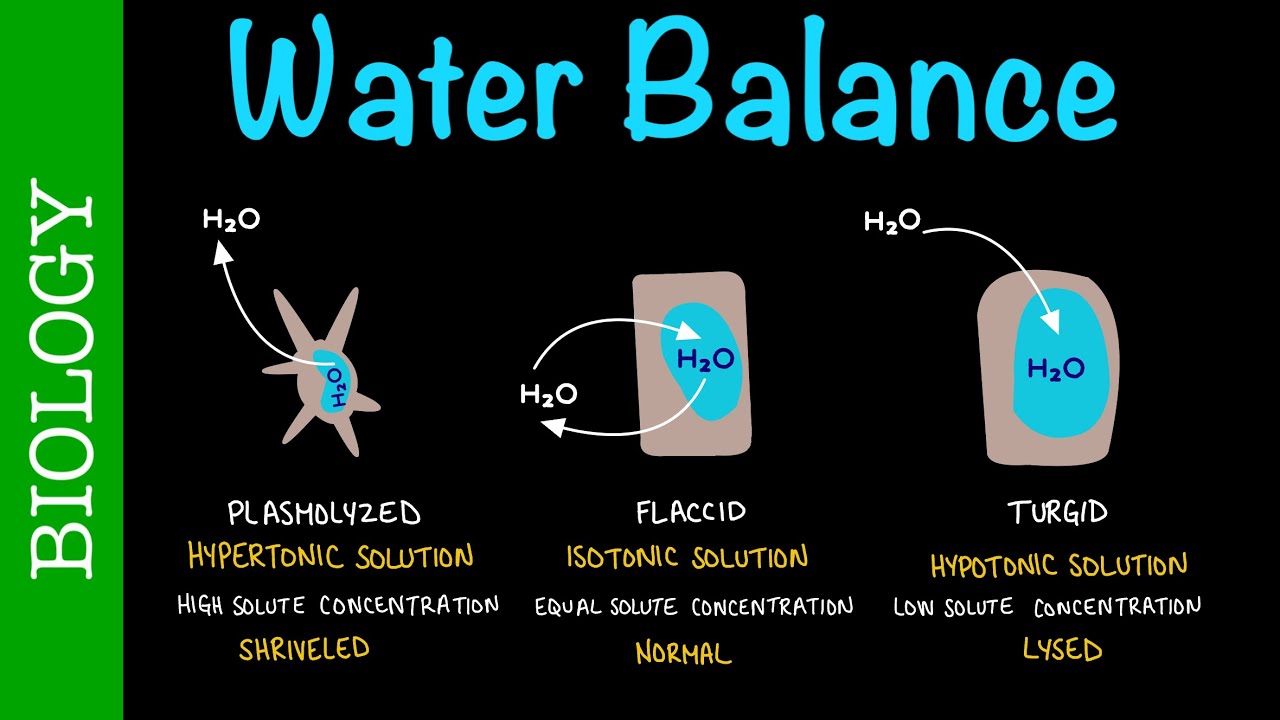 Hypertonic, Hypotonic, Isotonic Solutions | Water Balance in Cells | Biology