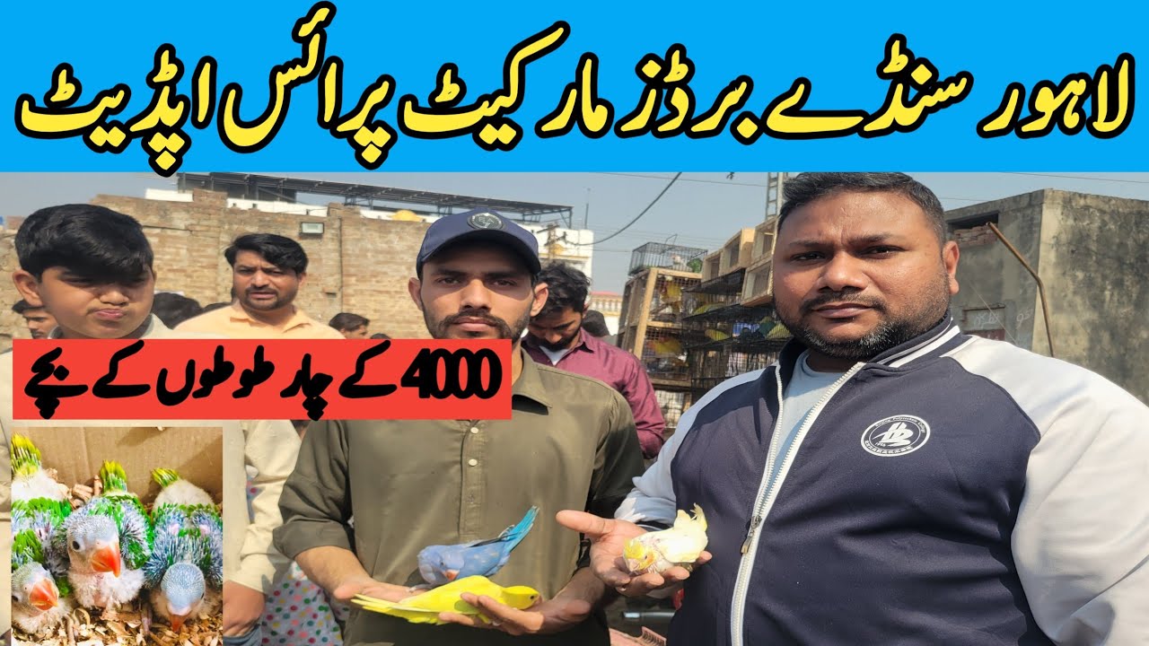 Lahore Sunday Birds Market Parrots Babies  Price Low #parrot #priceupdate