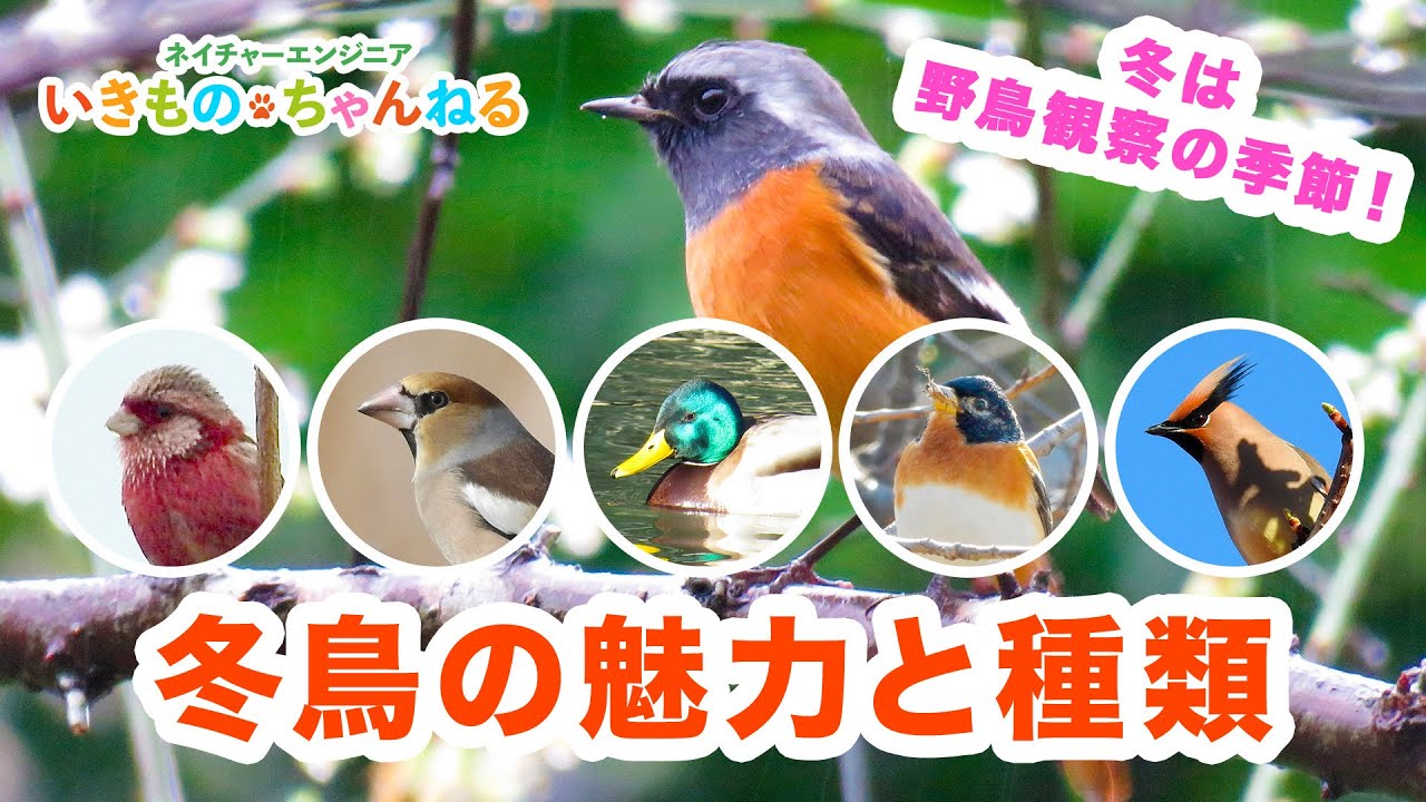 冬鳥とは？冬鳥の魅力と種類