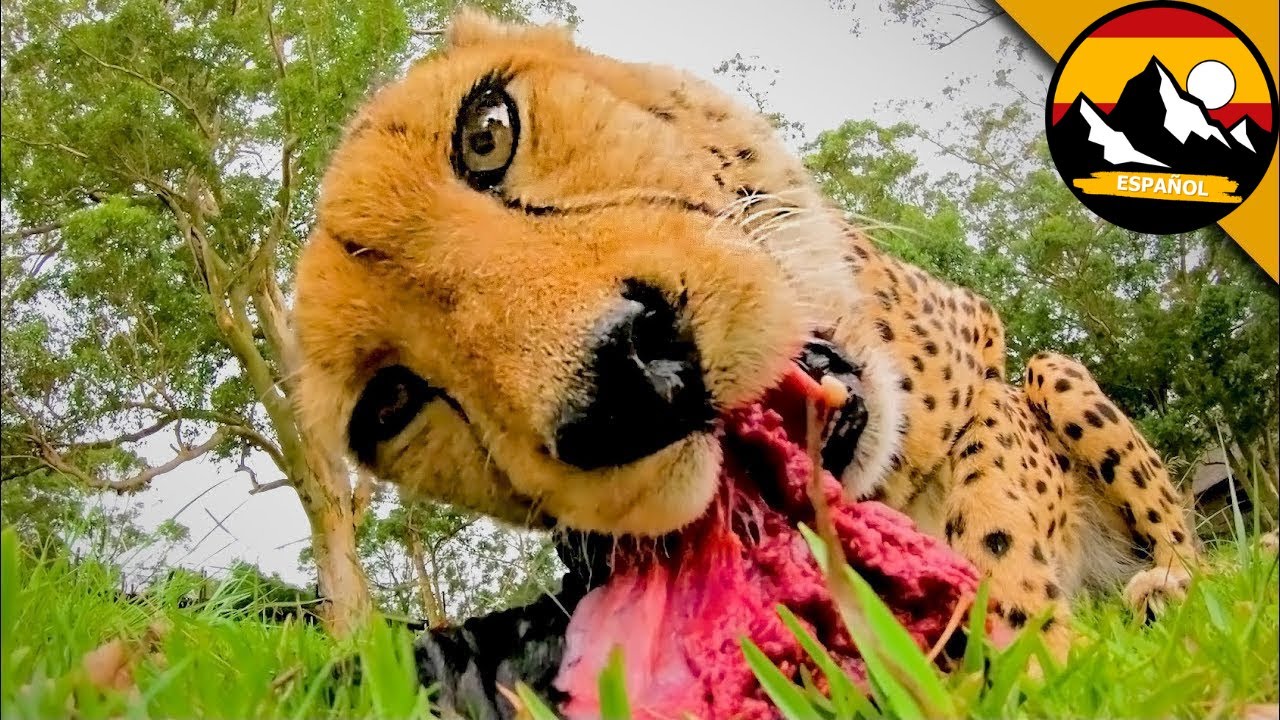 ENCUENTRO EXTREMO CON UN GUEPARDO | Brave Wilderness Español