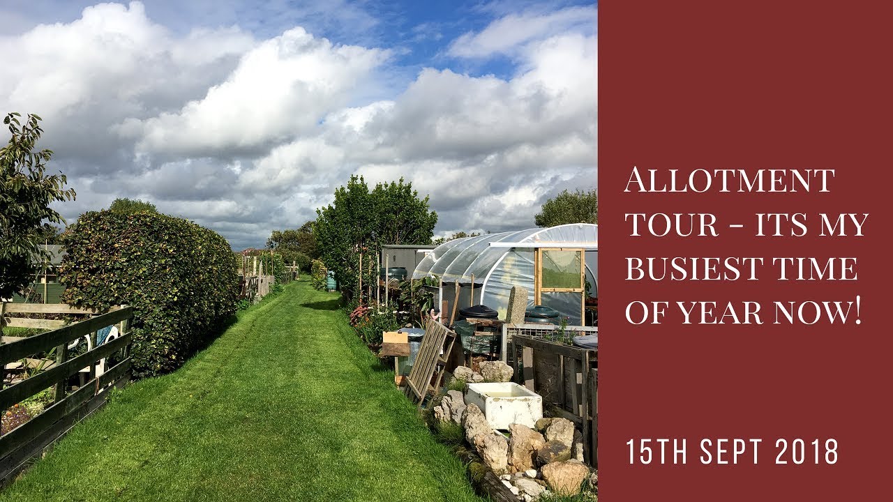 Allotment Tour (Steve’s Plot) - My Busiest Time Of Year!