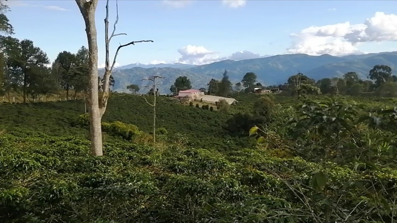 se vende finca de 60mil árboles de café,.3125241117... 3142987069.