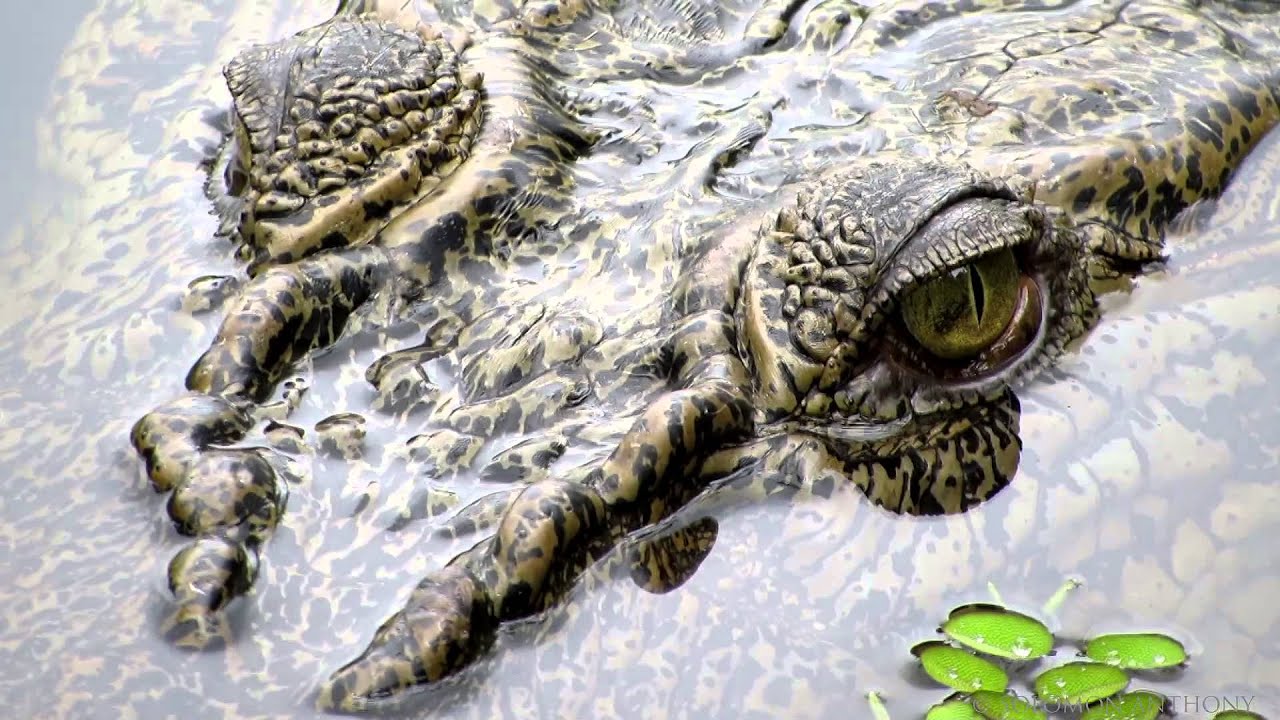 Sungei Buloh Wetland Reserve - Some of Singapore's very interesting Biodiversity / Wildlife