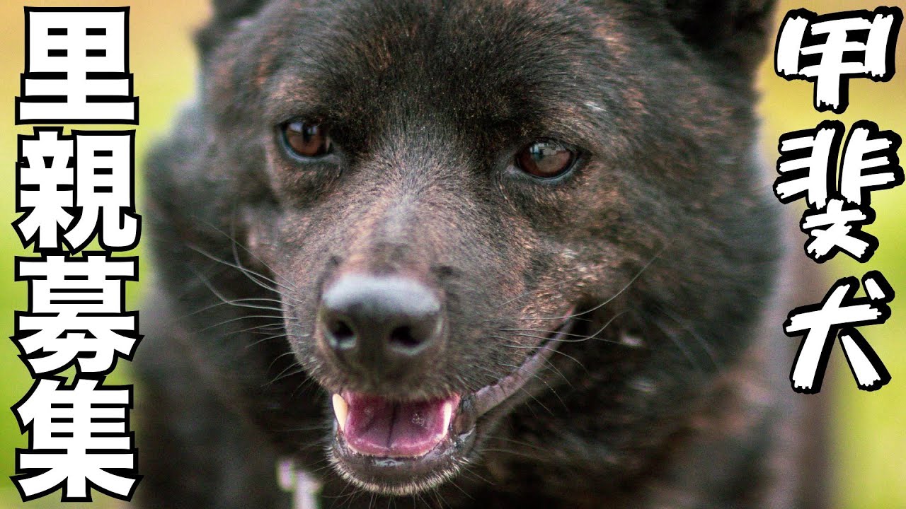 【生き地獄から脱出した甲斐犬】 一輝くん里親さま募集
