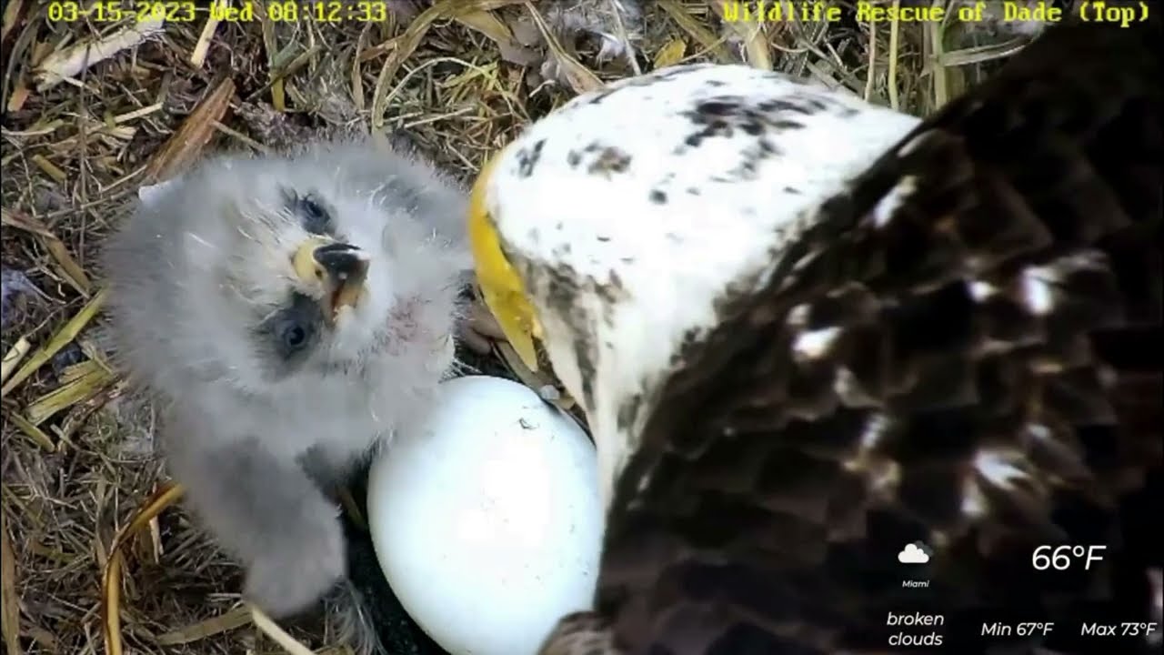 Rose and Ron's second egg hatches Wildlife Rescue of Dade County Eagle Nest Top Cam