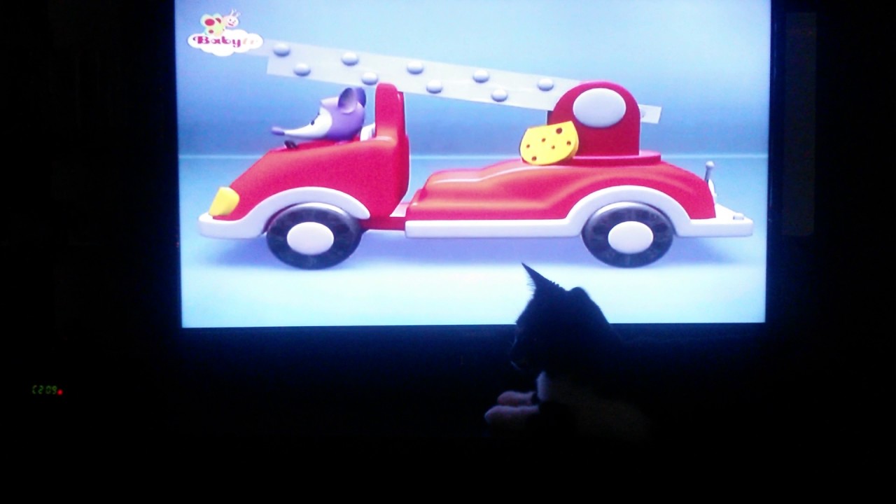 KITTY bebe gatita viendo television BABY TV  DESDE LAS MONTAÑAS DE COLOMBIA