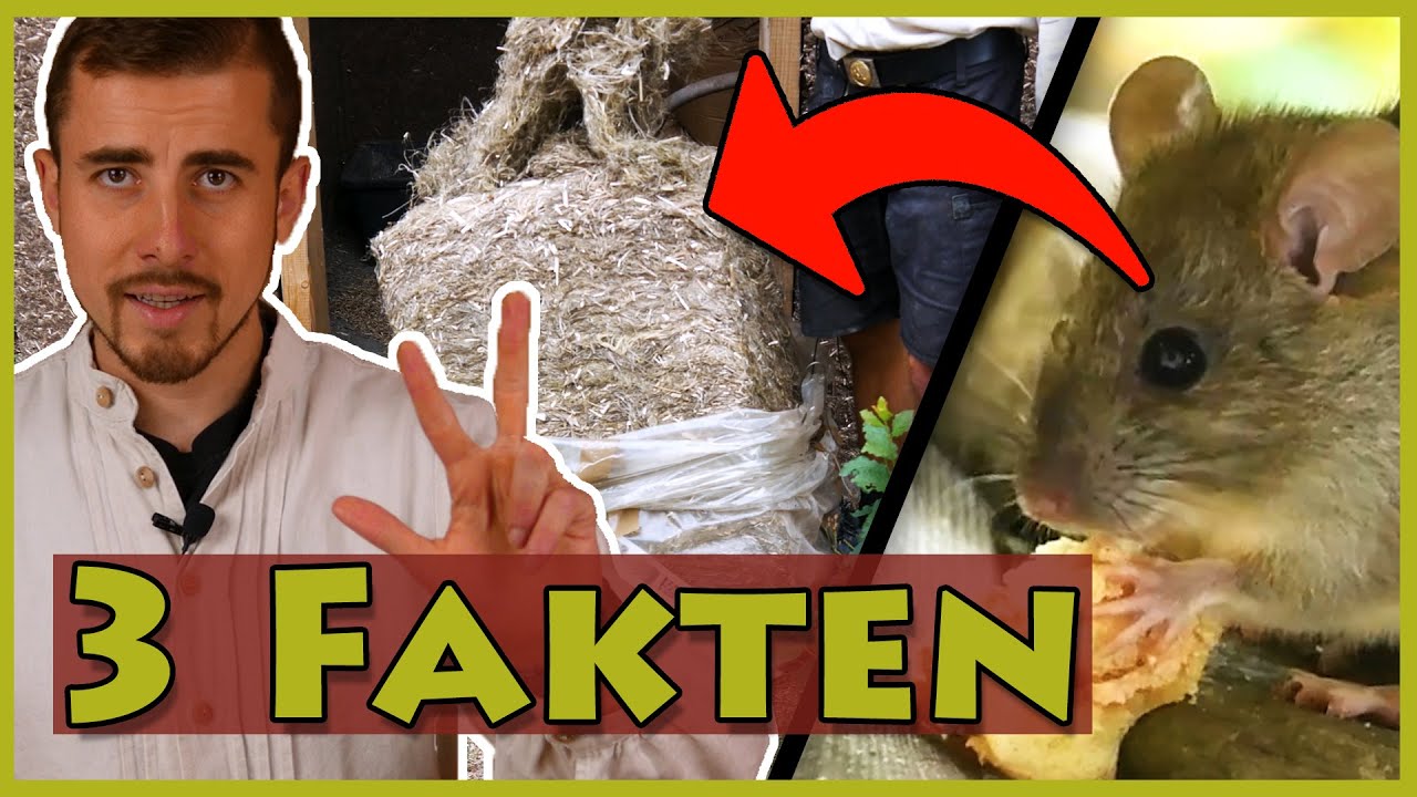 Hanfd&auml;mmung VS. Nagetiere - Wer gewinnt?