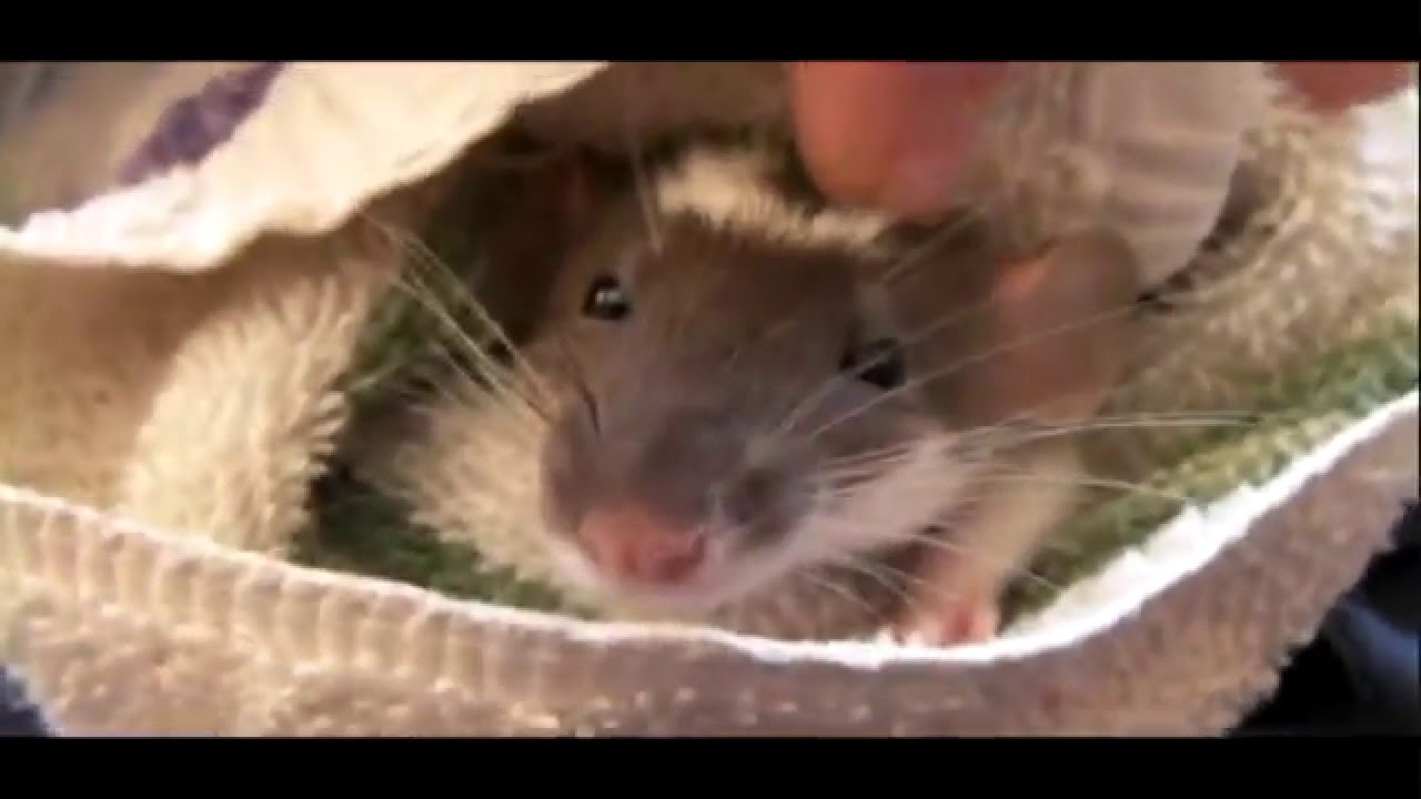 Baby Dumbo Rat Cuddle
