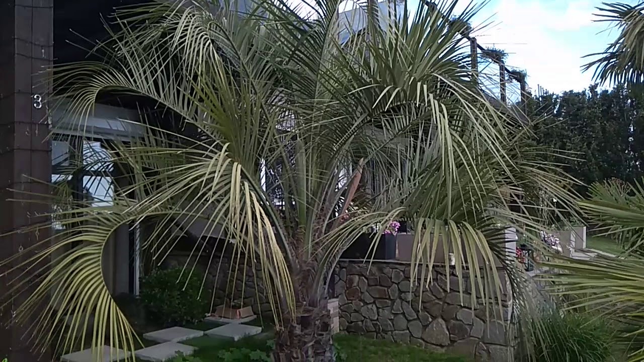 Бутия (Butia capitata).В открытом грунте Гурзуфа...