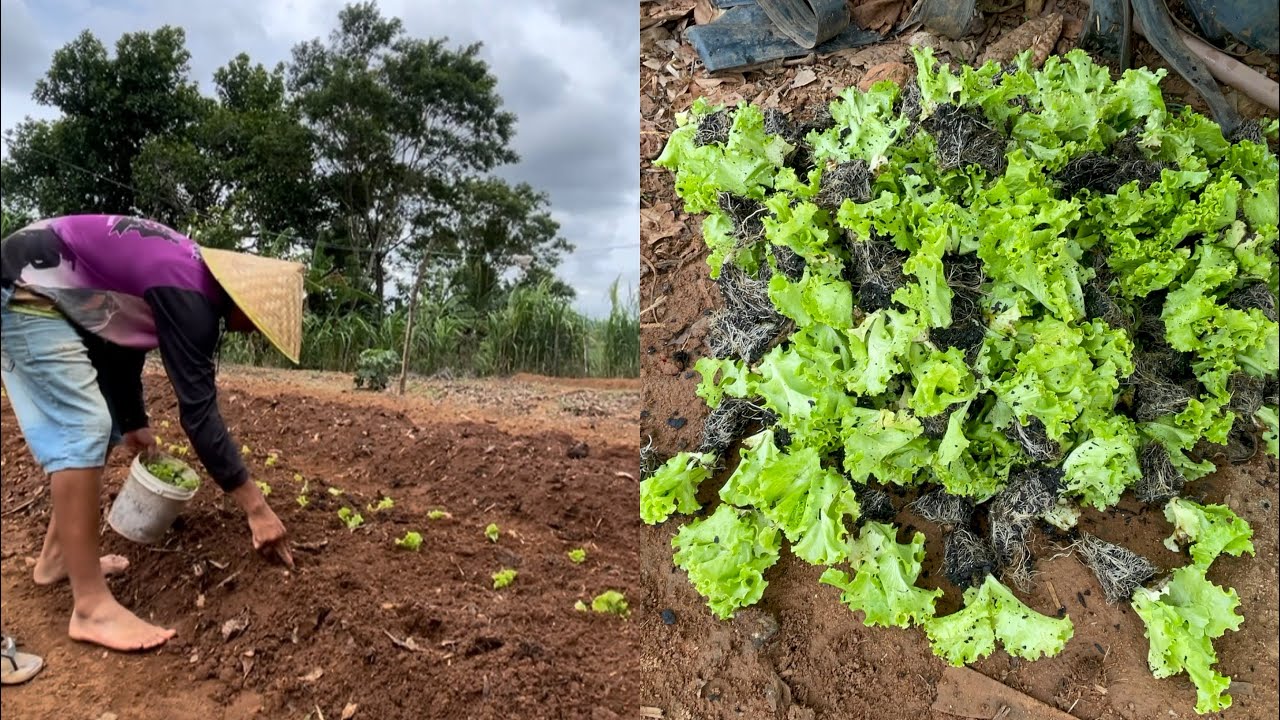 DIA DE PLANTAR ALFACE NA HORTA PRA SEMANA SANTA VEJA QUE QUALIDADE +CONHEÇA MIMHA IRMA DE SÃO PAULO 